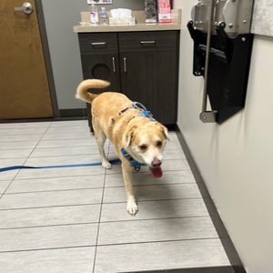 VCA ARBORETUM VIEW ANIMAL HOSPITAL - Updated October 2025 - 63 Photos