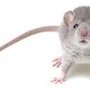 Photo of Allegiant Pest Control