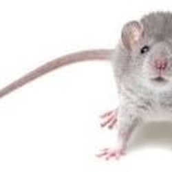 Allegiant Pest Control