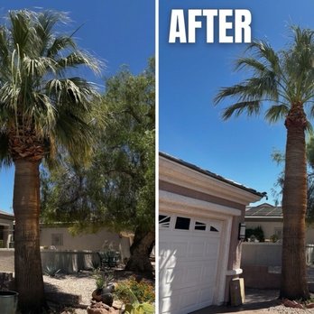 RedGator Tree Trimmin' and Landscape - California fan palms - Tree Services Near Me - Las Vegas, Nevada RedGator Tree Trimmin' and Landscape - California fan palms - Tree Services Near Me - Las Vegas, Nevada