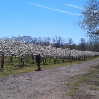 Evergreen Farm - Rows of pear tree tunnels - Farmers Market Near Me - Yardville, New Jersey Evergreen Farm - Rows of pear tree tunnels - Farmers Market Near Me - Yardville, New Jersey