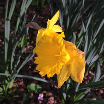 Jensen Botanical Gardens - Daffodil were in bloom all over - Botanical Gardens Near Me - Carmichael, California Jensen Botanical Gardens - Daffodil were in bloom all over - Botanical Gardens Near Me - Carmichael, California