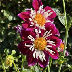 Dahliengarten Hamburg
