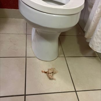 Hilton Garden Inn Tupelo, MS - Nasty napkin (looks like a half eaten shrimp) left on our bathroom floor by an employee who brought towels while we were out - Hotels Near Me - Tupelo, Mississippi Hilton Garden Inn Tupelo, MS - Nasty napkin (looks like a half eaten shrimp) left on our bathroom floor by an employee who brought towels while we were out - Hotels Near Me - Tupelo, Mississippi