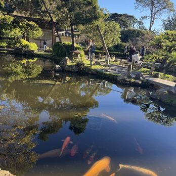 Japanese Tea Garden - Garden - Tea Rooms Near Me - San Francisco, California