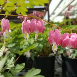 Rohr & Sons Nursery - Bleeding Heart