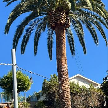 AGS Tree Service - After - Tree Services Near Me - Anaheim, California AGS Tree Service - After - Tree Services Near Me - Anaheim, California
