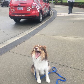 Off Leash Dog Training - I'm listening!! - Pet Training Near Me - Charlotte, North Carolina