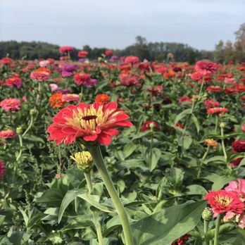 Johnson's Farm Produce - Fruits & Veggies Near Me - Hobart, Indiana