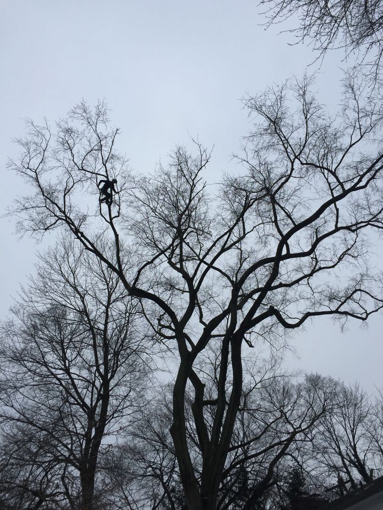 Mac Swan Tree Care - tree service in Burlington, VT