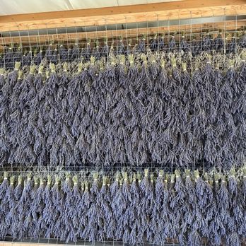 Araceli Farms - Drying lavender - Attraction Farms Near Me - Dixon, California Araceli Farms - Drying lavender - Attraction Farms Near Me - Dixon, California