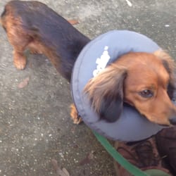 Veterinarians in Gulfport - Yelp