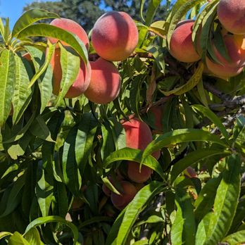 Bell's Orchard - Just waiting to be U-Picked ! - Fruits & Veggies Near Me - Beaverton, Oregon