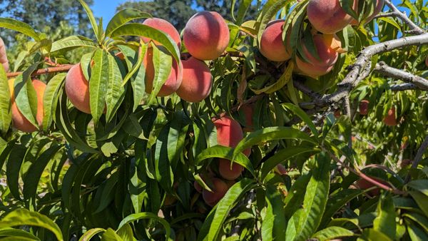 Bells Orchard by null