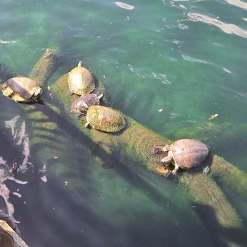 Lake Eola Park - Parks Near Me - Orlando, Florida Lake Eola Park - Parks Near Me - Orlando, Florida