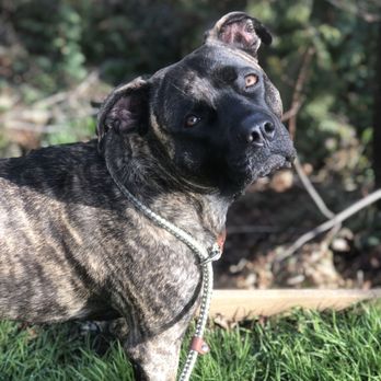 The Wash Dog - My clean dog! - Pet Groomers Near Me - Seattle, Washington The Wash Dog - My clean dog! - Pet Groomers Near Me - Seattle, Washington