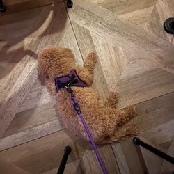 Freepoint Kitchen and Bar - My puppy resting