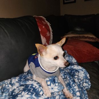 The Holistic Paw - His face is so cute without all the wild little hairs everywhere. - Pet Groomers Near Me - Roseville, California