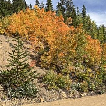 Boreas Pass - Boreas Pass, mid September 2024: mostly vivid green, but pockets of dancing yellow / orange Aspen leaves. 5/5 drive, 100% recommend it. - Hiking Near Me - Jefferson, Colorado Boreas Pass - Boreas Pass, mid September 2024: mostly vivid green, but pockets of dancing yellow / orange Aspen leaves. 5/5 drive, 100% recommend it. - Hiking Near Me - Jefferson, Colorado