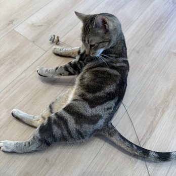 KOKORO CAT CAFE - Updated January 2026 - 63 Photos & 17 Reviews - 133