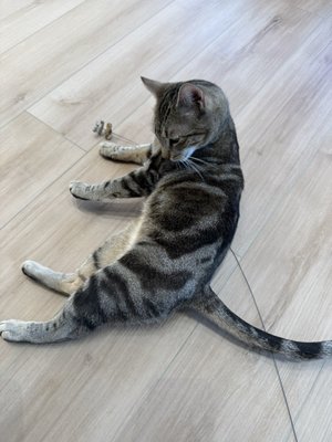 Kokoro Cat Café by null