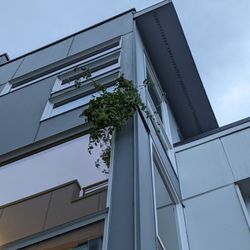 Dwellings Seattle Real Estate & Property Management - Plant growing out of siding of the house