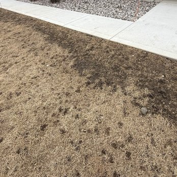 Roma Landscaping - Landscaping Near Me