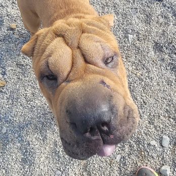 Dansby Den - Pet Groomers Near Me - Shelby, Alabama Dansby Den - Pet Groomers Near Me - Shelby, Alabama