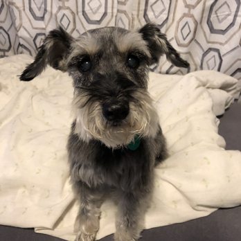 Pampered Paws - Mini Schnauzer - Pet Groomers Near Me - Carmichael, California Pampered Paws - Mini Schnauzer - Pet Groomers Near Me - Carmichael, California
