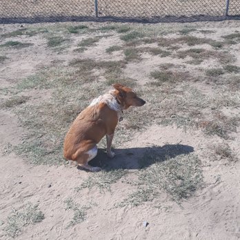 Redondo Beach Dog Park - Dog Parks Near Me - Redondo Beach, California Redondo Beach Dog Park - Dog Parks Near Me - Redondo Beach, California