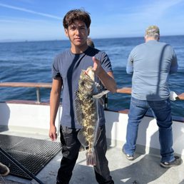 Lingcod
