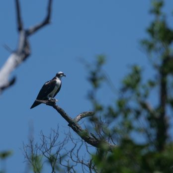 Stone Harbor Bird Sanctuary - Osprey from far off - Parks Near Me - Stone Harbor, New Jersey Stone Harbor Bird Sanctuary - Osprey from far off - Parks Near Me - Stone Harbor, New Jersey