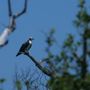 Stone Harbor Bird Sanctuary