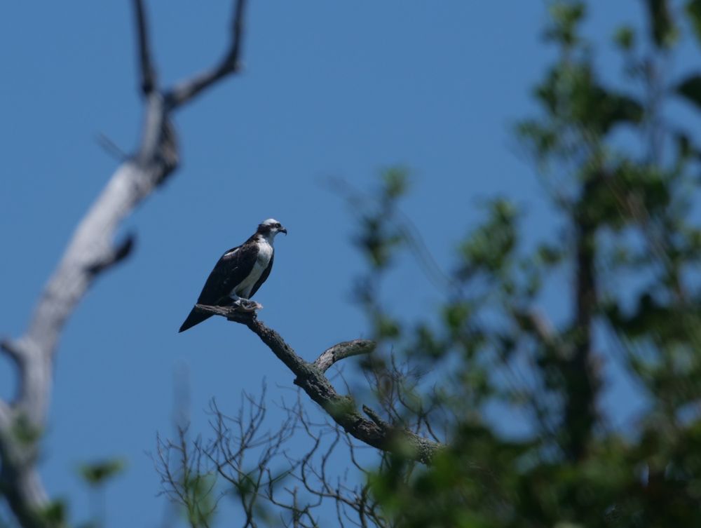 Stone Harbor Bird Sanctuary Logo