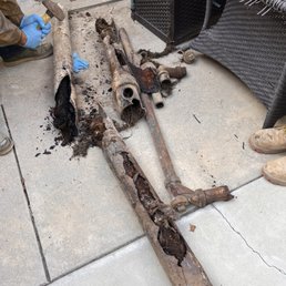 More roots in our pipes.