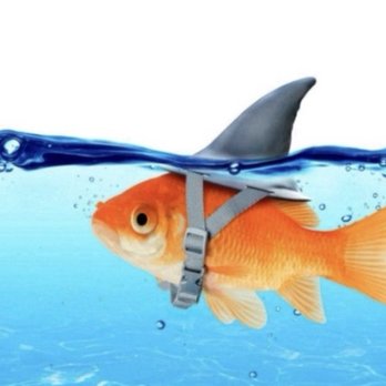 Yasaka AYCE - Me if I was a fish. - Sushi Bars Near Me - New Braunfels, Texas Yasaka AYCE - Me if I was a fish. - Sushi Bars Near Me - New Braunfels, Texas