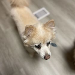 Critter Cuts Pet Salon - Mako