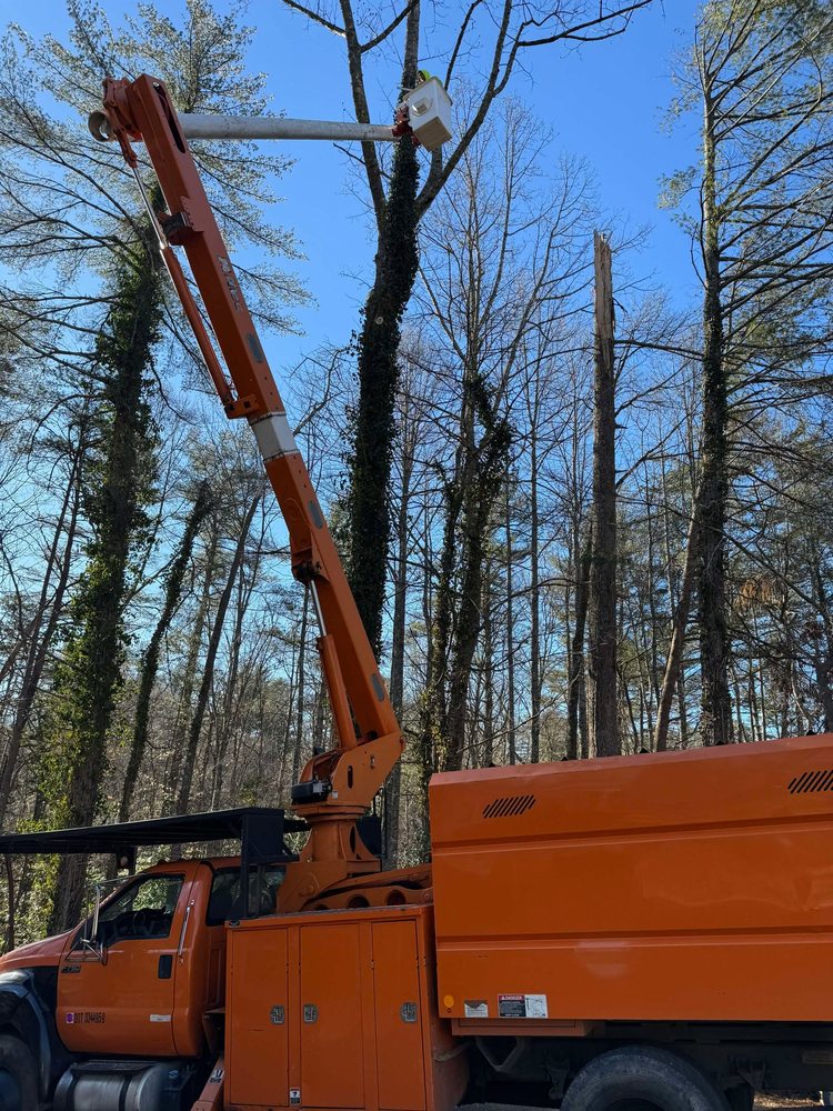 R & J Tree service - tree service in Pilot Mountain, NC