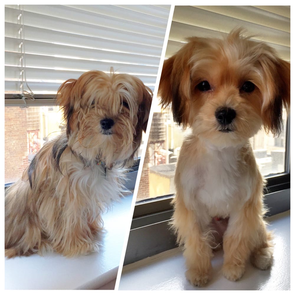 morkie grooming cuts