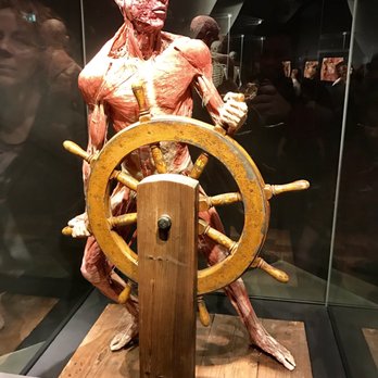 Body Worlds - Museums Near Me - Amsterdam, New Hampshire