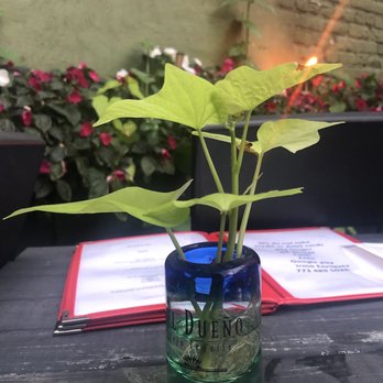 La Encantada - One of the many bb plants on the patio - Mexican Near Me - Chicago, Illinois