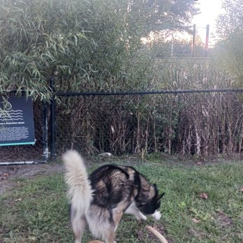 Possum Creek Dog Park - Young lady wondering why I won't open the gate for her - Dog Parks Near Me - Gainesville, Florida Possum Creek Dog Park - Young lady wondering why I won't open the gate for her - Dog Parks Near Me - Gainesville, Florida