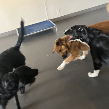 The PawGround - more plays!! - Pet Groomers Near Me - Los Angeles, California The PawGround - more plays!! - Pet Groomers Near Me - Los Angeles, California
