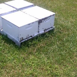 Rock Hill Honey Bee Farms - Colonies.