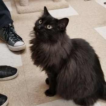 Treetops Kitty Cafe - Chloe - Pet Adoption Near Me - Kennett Square, Pennsylvania