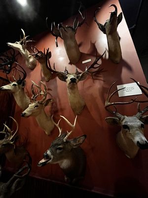 The Buckhorn Saloon & Museum by null