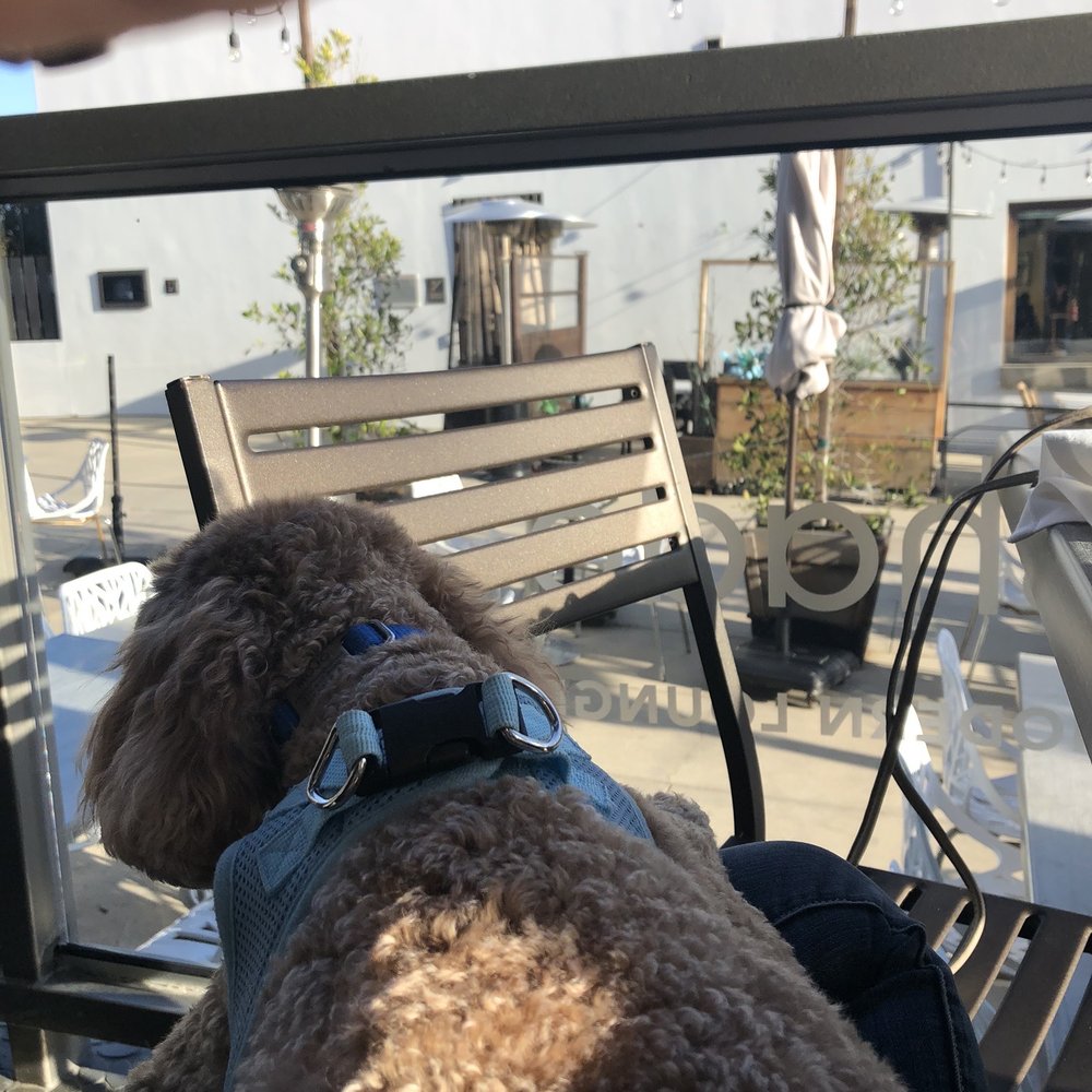 zinc@shade - New American Near Me - Manhattan Beach, California zinc@shade - New American Near Me - Manhattan Beach, California