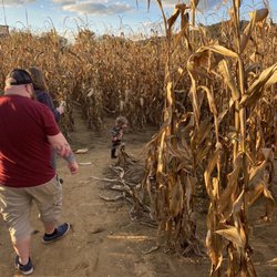 Fender's Farm - Corn maze fun
