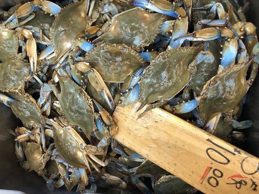 Randazzo's Seafood by null Randazzo's Seafood by null