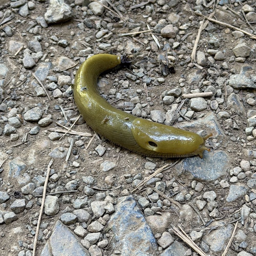 Cataract Falls Trail - Banana slug - Hiking Near Me Cataract Falls Trail - Banana slug - Hiking Near Me